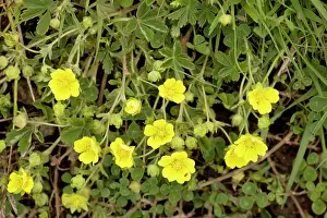 Potentilla: Spring cinquefoil
