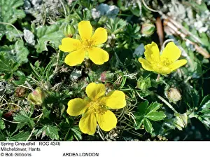Cinquefoil: SPRING CINQUEFOIL