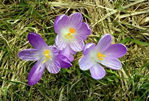 Vernus: Spring Crocus