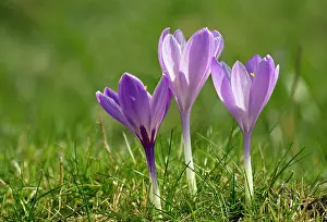 Vernus: Spring Crocus