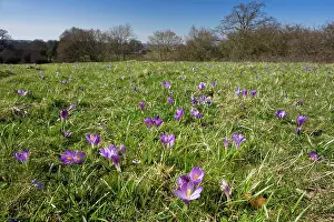 Vernus: Spring Crocus