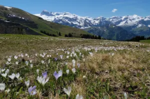 Vernus: Spring Crocus