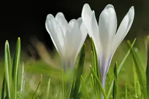 Vernus: Spring Crocus