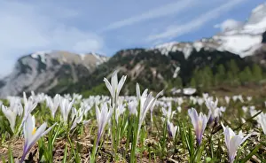 Vernus: Spring Crocus (Crocus vernus) in the Austrian