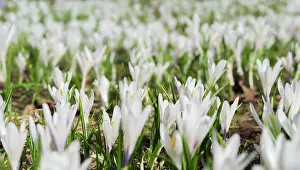 Vernus: Spring Crocus (Crocus vernus) in the Austrian