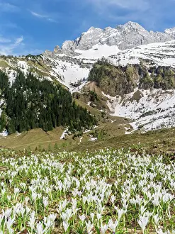 Vernus: Spring Crocus (Crocus vernus) in the Austrian