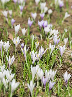 Vernus: Spring Crocus (Crocus vernus) in the Austrian