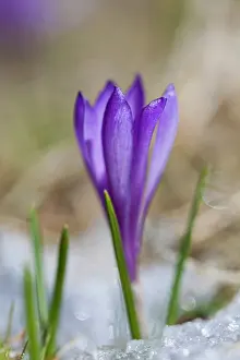 Warmth: Spring Crocus (Crocus vernus) in the south