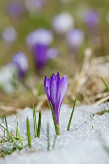 Warmth: Spring Crocus (Crocus vernus) in the south