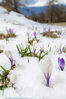 Warmth: Spring Crocus (Crocus vernus) in the south