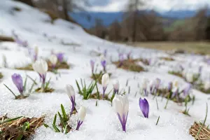 Warmth: Spring Crocus (Crocus vernus) in the south