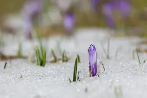 Warmth: Spring Crocus (Crocus vernus) in the south