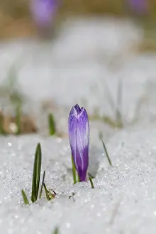 Warmth: Spring Crocus (Crocus vernus) in the south