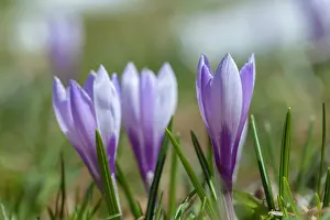 Vernus: Spring Crocus (Crocus vernus) in the south