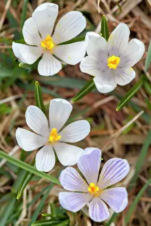 Vernus: Spring Crocus (Crocus vernus) in the south