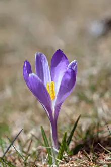 Vernus: Spring Crocus (Crocus vernus) in the south