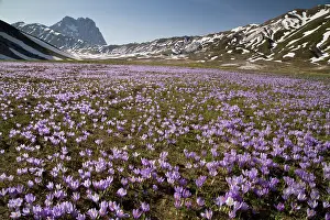 Vernus: Spring Crocus - growing in masses in the Campo imperatore