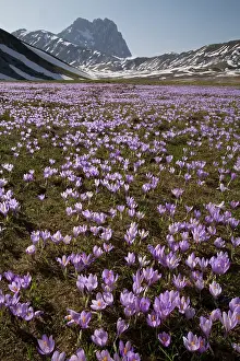 Vernus: Spring Crocus - growing in masses in the Campo imperatore