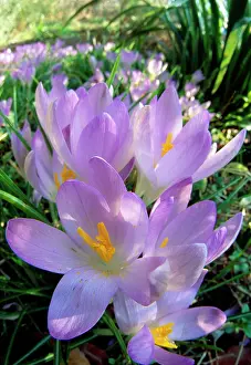 Crocuses: Spring Crocus - Many Purple