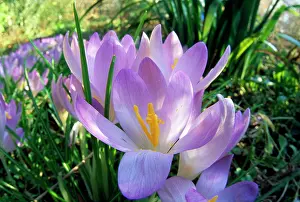Crocuses: Spring Crocus - purple flowers