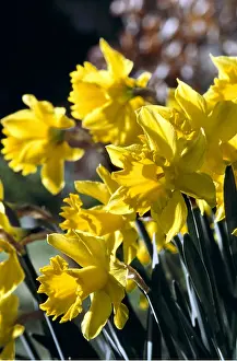 Ian Beames: SPRING DAFFODILS