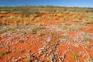Fully: Spring desert - fully abloom Silvertails in red
