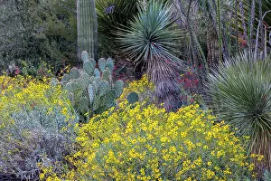 Brittlebush: Spring floral desert gardens at the Arizona Sonoran