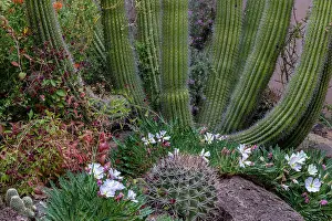 Pipe: Spring floral desert gardens at the Arizona Sonoran