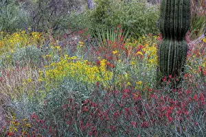Brittlebush: Spring floral desert gardens at the Arizona Sonoran