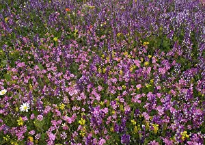 Silene: Spring flower display in olive grove