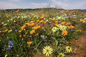 Speciosa: Spring flowers including Arctotis fastuosa (orange)