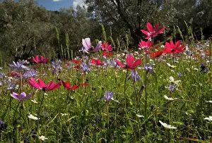 Olea: Spring flowers - mostly peacock anemones - and some