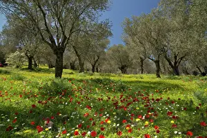 Olea: Spring flowers - mostly peacock anemones - in old