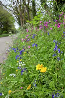 Verge: Spring Flowers on roadside verge