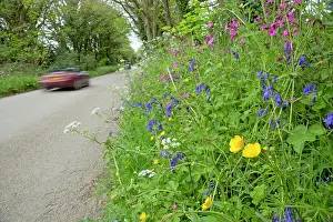 Verge: Spring Flowers on roadside verge