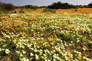 Namaqua: Spring Flowers. Skilpad Nature Reserve, Namaqua