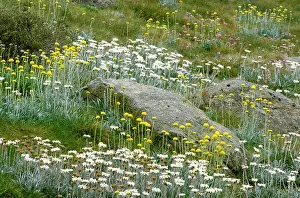 Celmisia: Spring flowers - Snow daisies and Billy Buttons