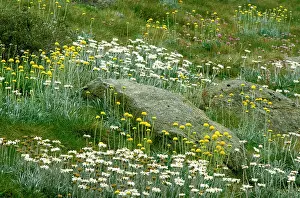 Kosciuszko: Spring flowers - Snow daisies (Celmisia) and Billy