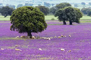 Herds: Spring Flowers, Stone Oaks & Grazing Sheep