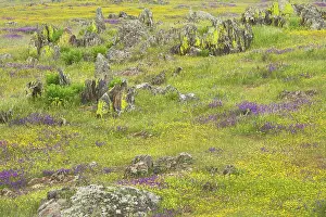 Seaons: Spring Flowers after winter rains
