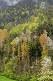 Cherries: Spring Foliage and Flowering Wild Cherries in woodland