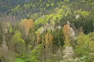 Cherries: Spring Foliage and Flowering Wild Cherries in woodland