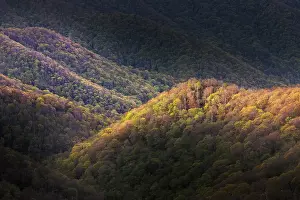 Tennessee: Spring foliage on mountain forest, Great Smoky Mountains