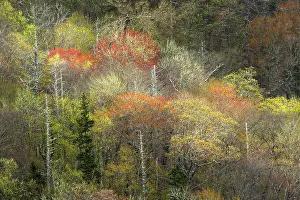 Tennessee: Spring foliage on mountain forest, Great Smoky Mountains