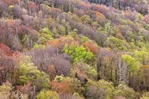 Tennessee: Spring foliage on mountain forest, Great Smoky Mountains