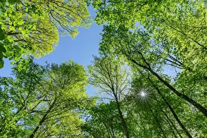 Shades: Spring forest - different trees with different shades of gre