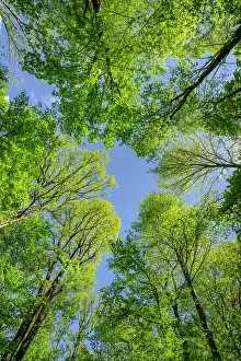 Shades: Spring forest - different trees with different shades of gre