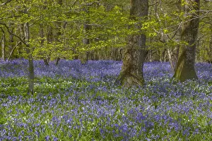 Arlington: Spring forest - forest with a dense carpet of bluebells