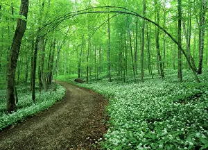 Ursinum: Spring forest - with mass population of blooming