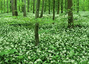 Ursinum: Spring forest - with mass population of blooming
